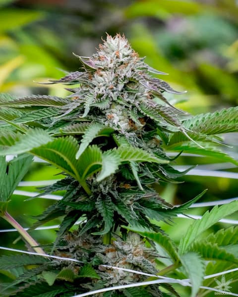Neville Haze x Bubba Kush Seed > Ripper Seeds | Feminized Cannabis   |  Hybrid